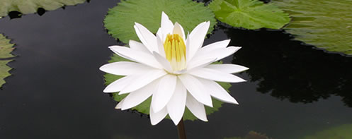 lotus1.jpg